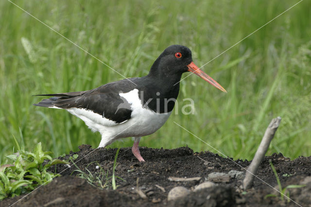 Scholekster (Haematopus ostralegus)