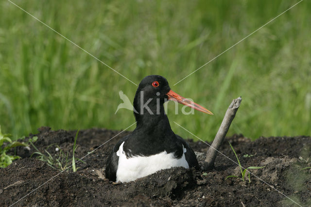 Scholekster (Haematopus ostralegus)