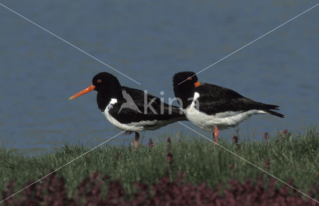 Scholekster (Haematopus ostralegus)
