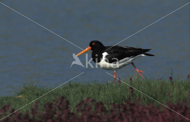 Scholekster (Haematopus ostralegus)