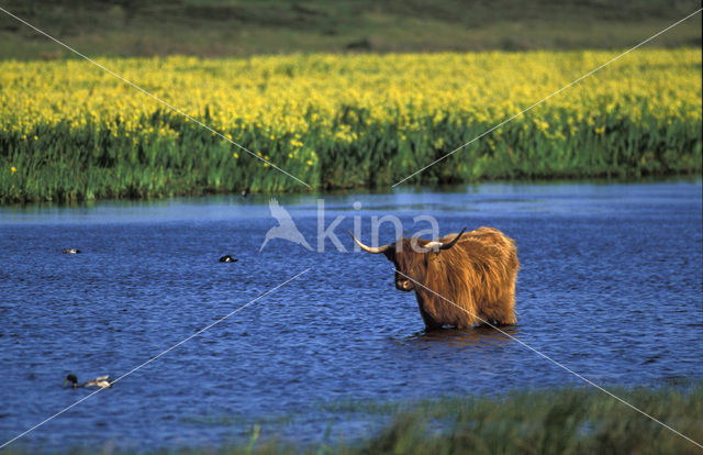 Highland Cow (Bos domesticus)