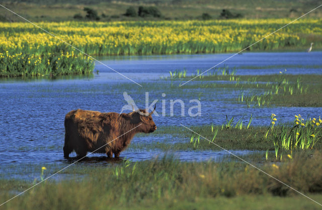 Highland Cow (Bos domesticus)