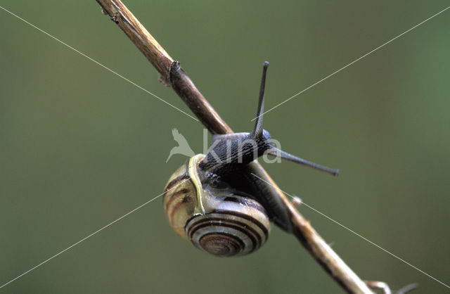 Segrijnslak (Helix aspersa aspersa)