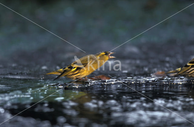 Eurasian Siskin (Carduelis spinus)