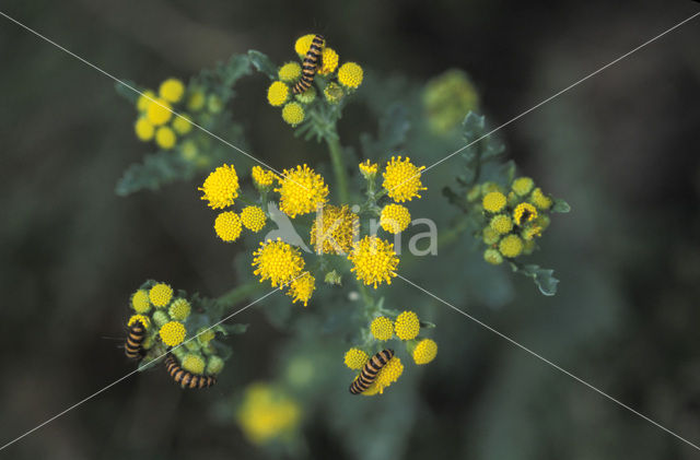 The Cinnabar (Tyria jacobaeae)