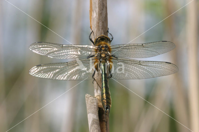 Downy Emerald (Cordulia aenea)