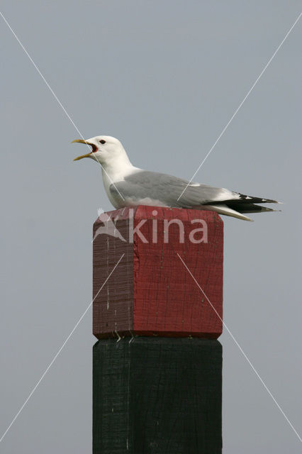 Stormmeeuw (Larus canus)