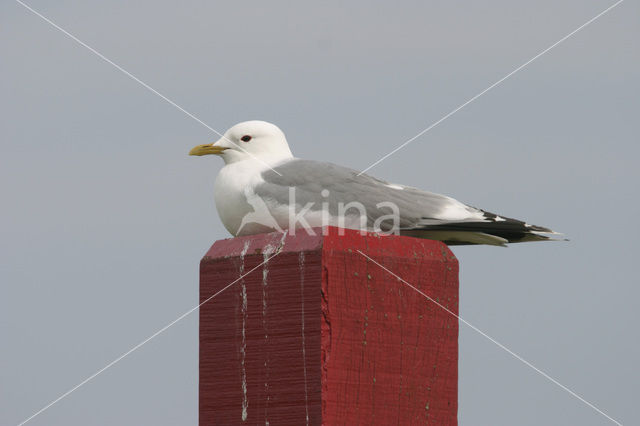 Stormmeeuw (Larus canus)