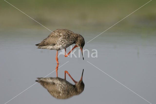 Tureluur (Tringa totanus)