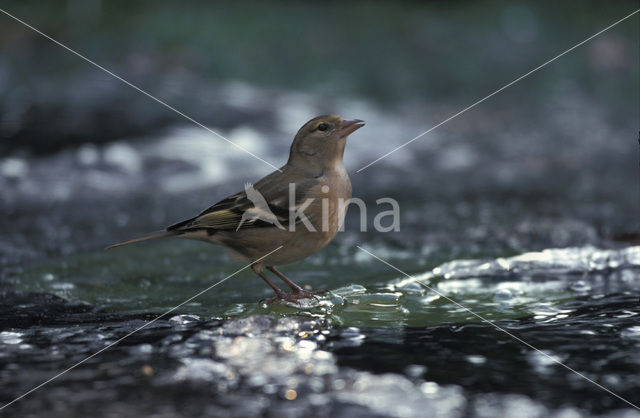 Chaffinch (Fringilla coelebs)