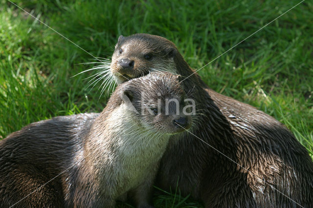 European Otter (Lutra lutra)