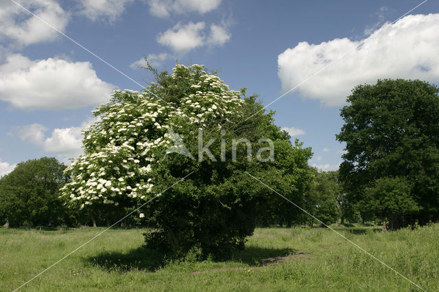 Elder (Sambucus )