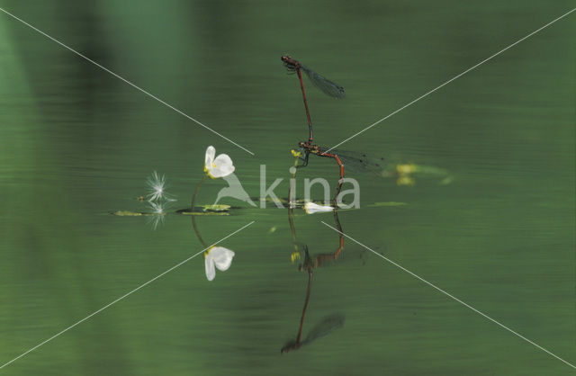 Large Red Damselfly (Pyrrhosoma nymphula)