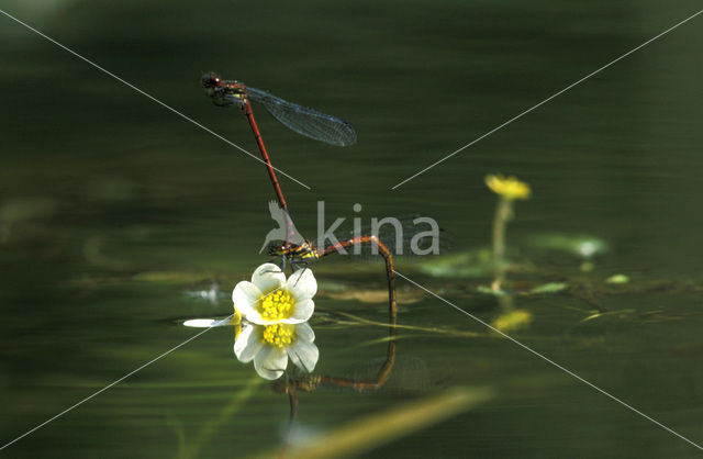 Large Red Damselfly (Pyrrhosoma nymphula)