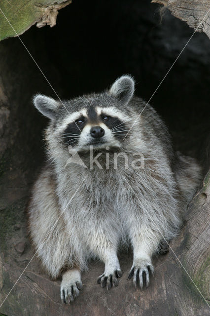 northern raccoon (Procyon lotor)