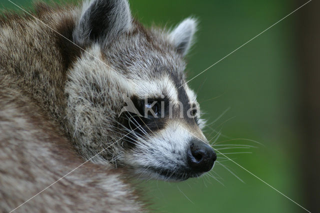 Wasbeer (Procyon lotor)