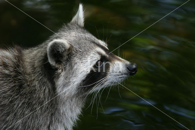 northern raccoon (Procyon lotor)