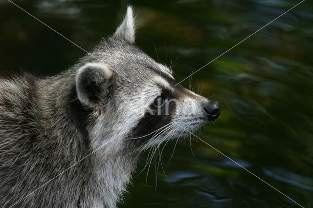 Wasbeer (Procyon lotor)