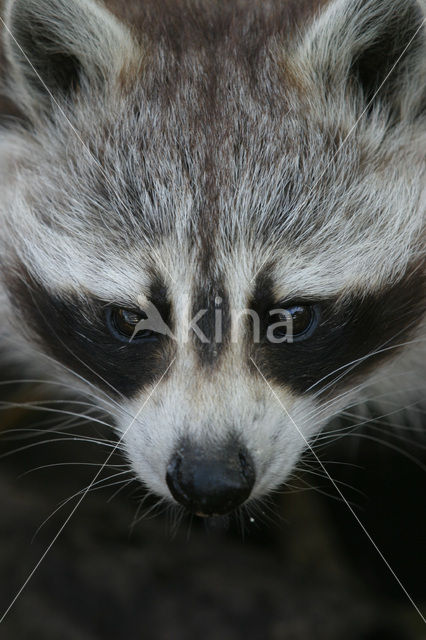 northern raccoon (Procyon lotor)