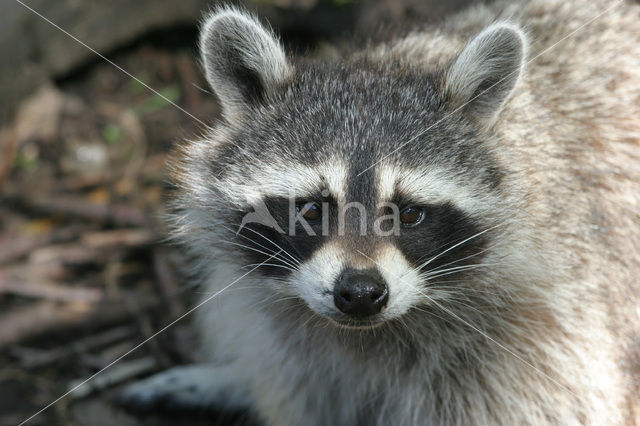 northern raccoon (Procyon lotor)