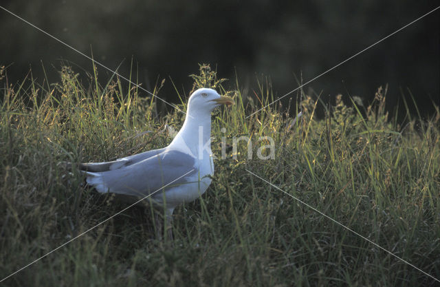Herring Gull (Larus argentatus)