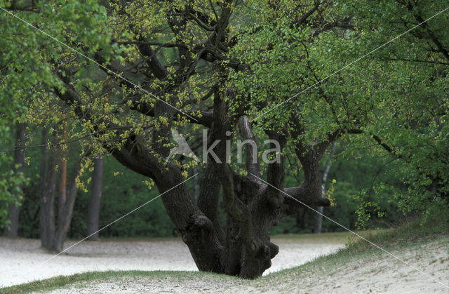 Common Oak