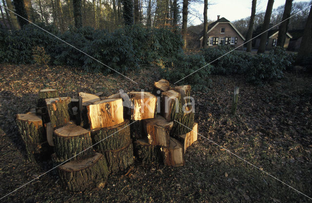 Zomereik (Quercus robur)