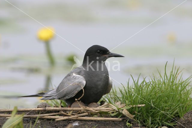 Zwarte Stern (Chlidonias niger)