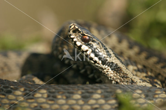 Common Viper (Vipera berus)