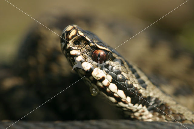 Common Viper (Vipera berus)