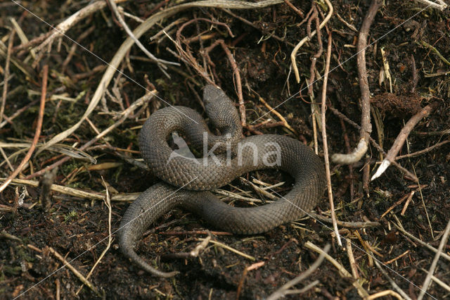 Common Viper (Vipera berus)