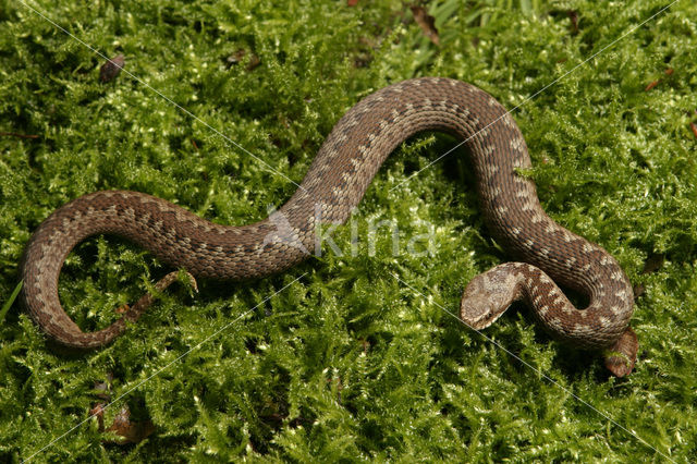 Common Viper (Vipera berus)