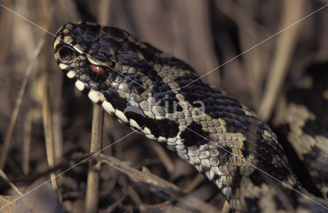 Common Viper (Vipera berus)