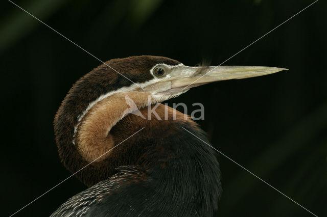 Afrikaanse slangenhalsvogel (Anhinga rufa)