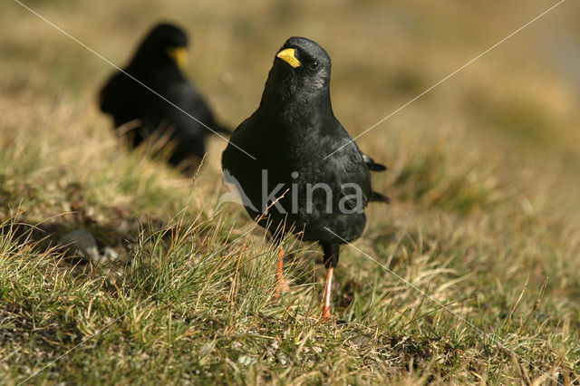 Alpenkauw (Pyrrhocorax graculus)