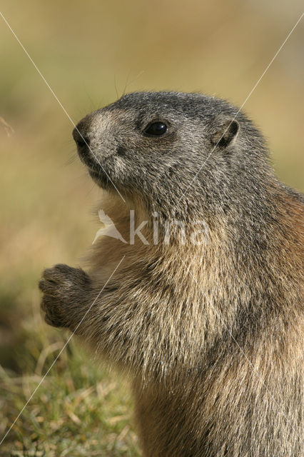 Alpine Marmot (Marmota marmota)