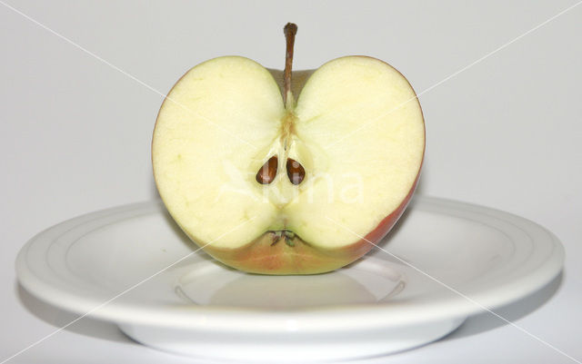 Apple (Malus domesticus)