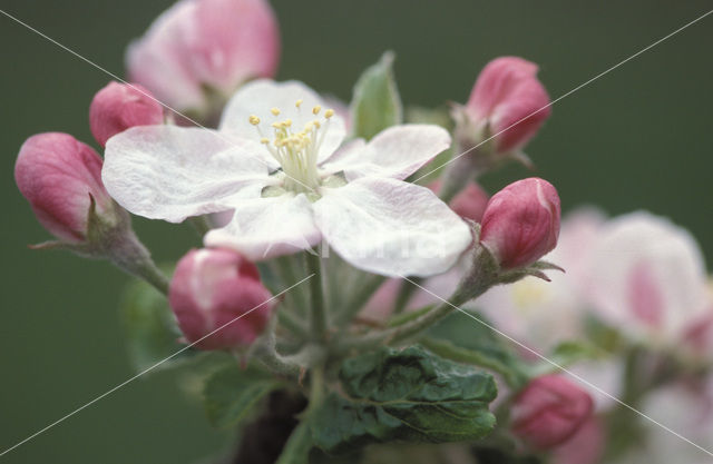 Apple (Malus domesticus)