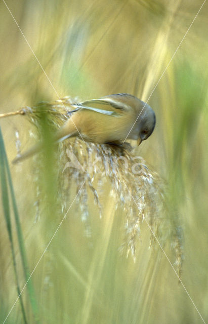 Bearded Reedling (Panurus biarmicus)