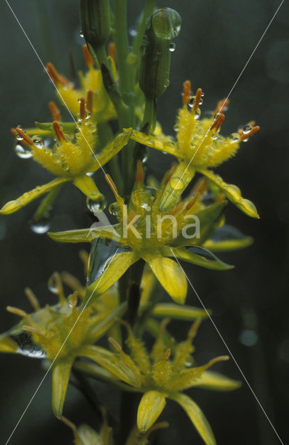 Beenbreek (Narthecium ossifragum)