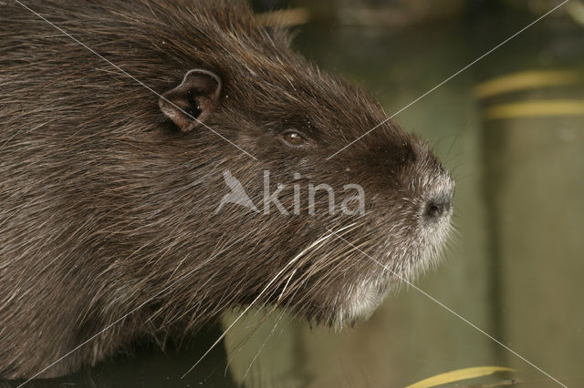 Beverrat (Myocastor coypus)