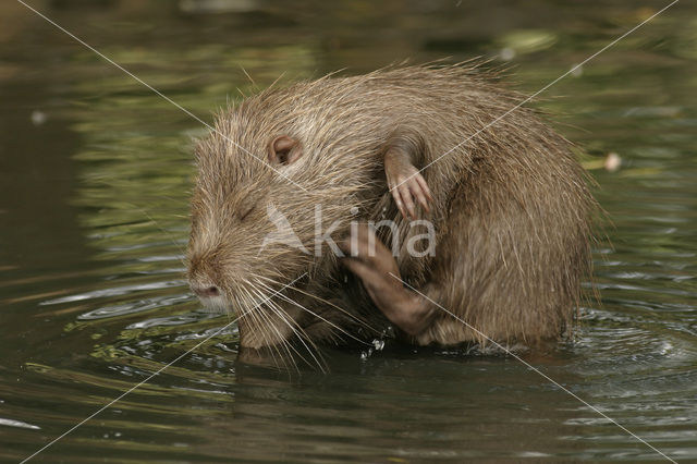 Beverrat (Myocastor coypus)