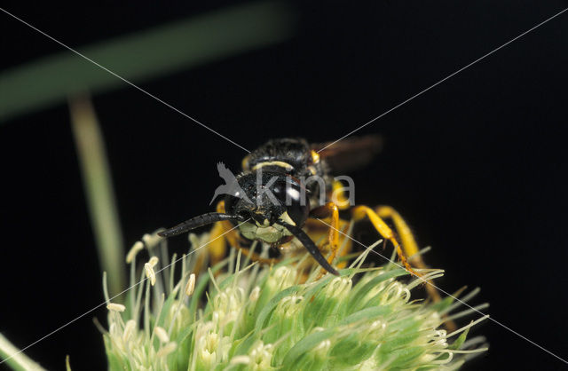 Beewolf (Philanthus triangulum)