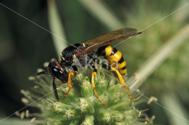 Bijenwolf (Philanthus triangulum)