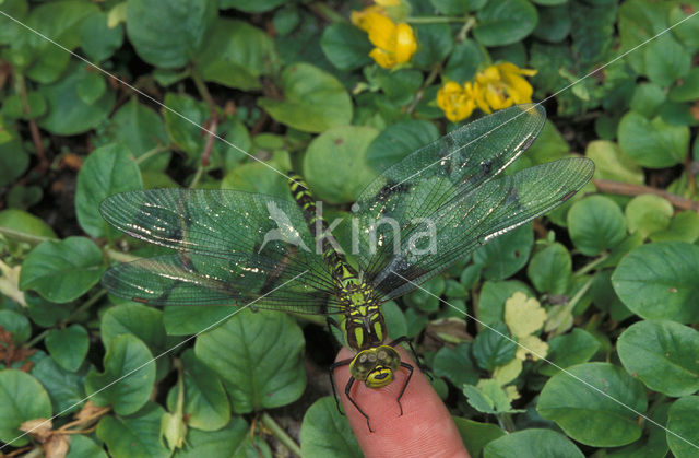 Southern Hawker (Aeshna cyanea)