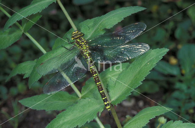 Blauwe glazenmaker (Aeshna cyanea)