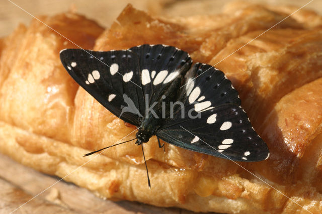 Blauwe ijsvogelvlinder (Limenitis reducta)