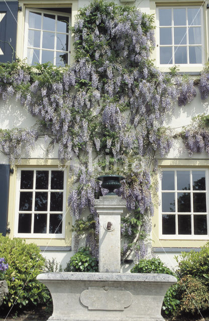 Chinese wisteria (Wisteria sinensis)