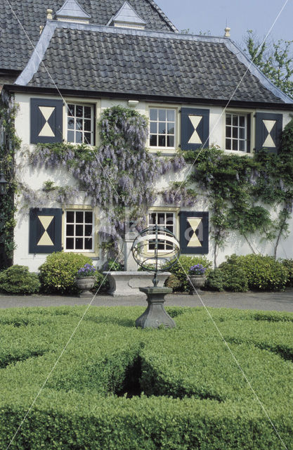 Chinese wisteria (Wisteria sinensis)