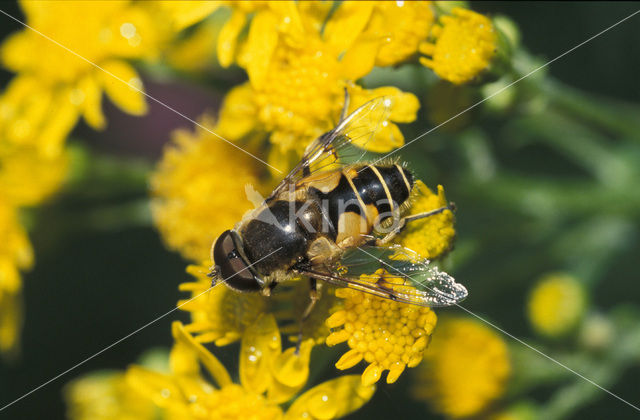 drone fly (Eristalis tenax)